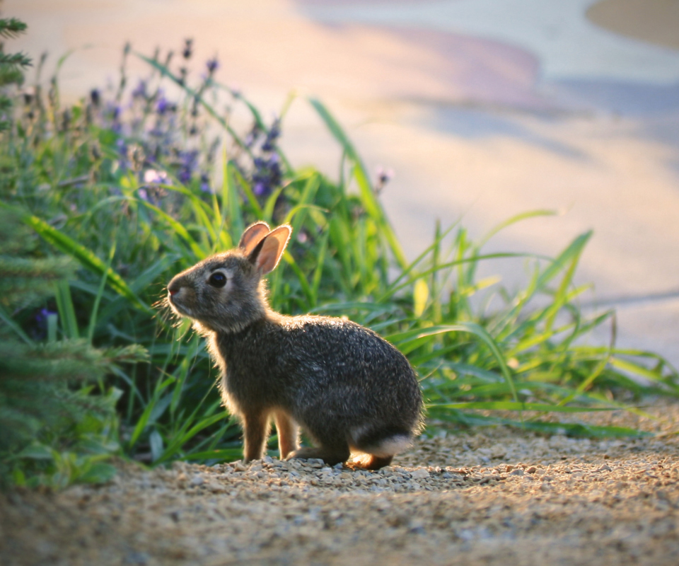 Little Grey Bunny wallpaper 960x800