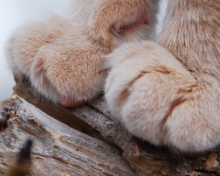 Das Furry Paws Wallpaper 220x176