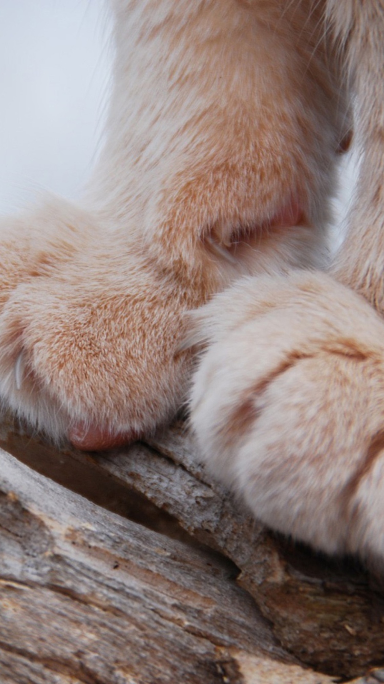 Furry Paws screenshot #1 750x1334