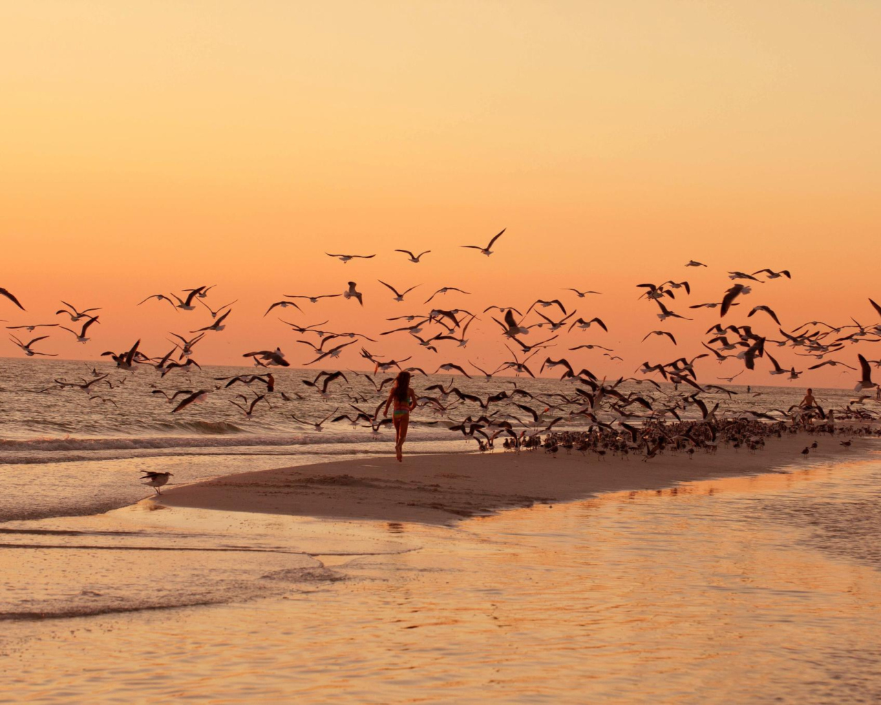 Walk With Seagulls wallpaper 1280x1024