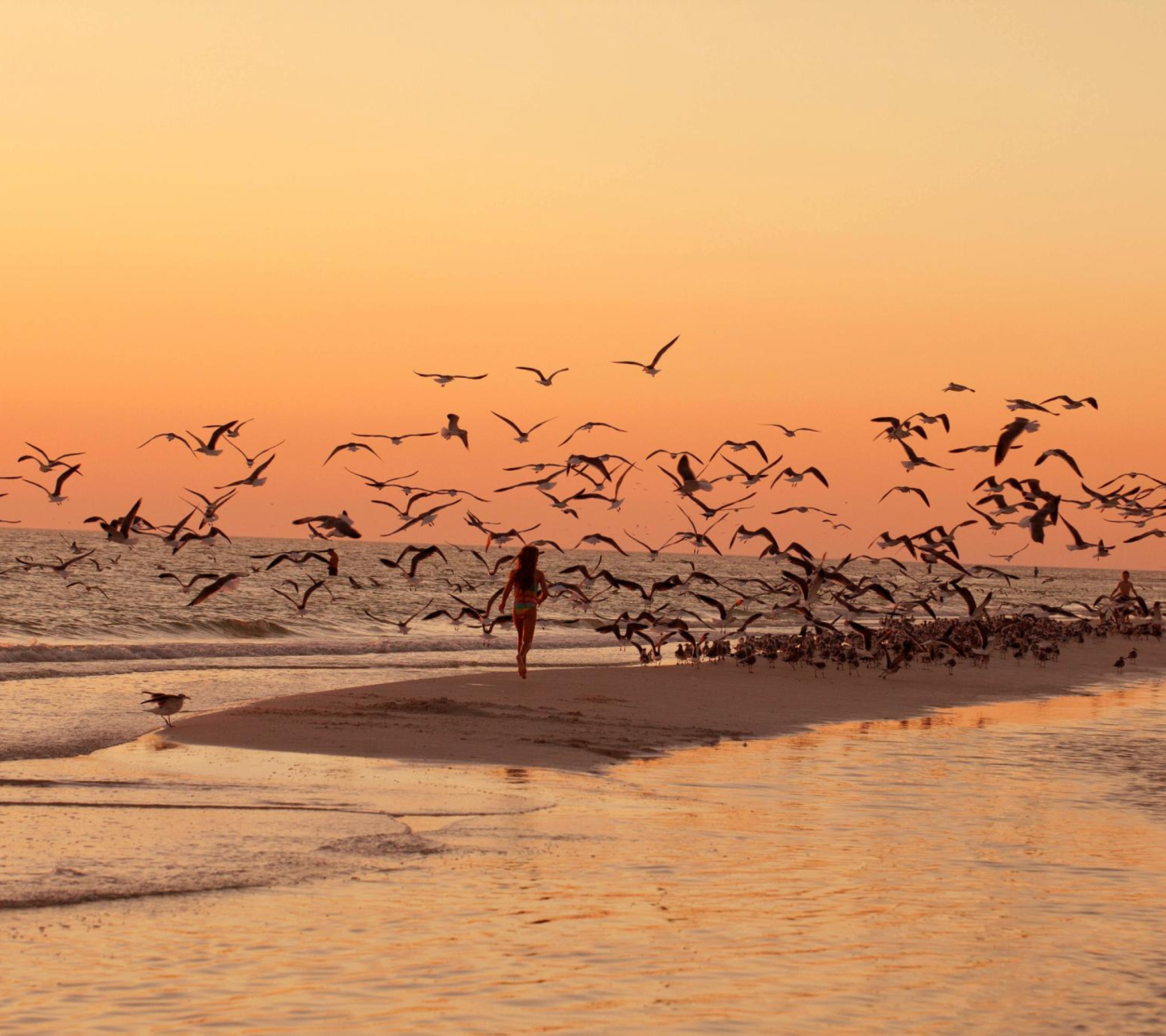 Sfondi Walk With Seagulls 1440x1280