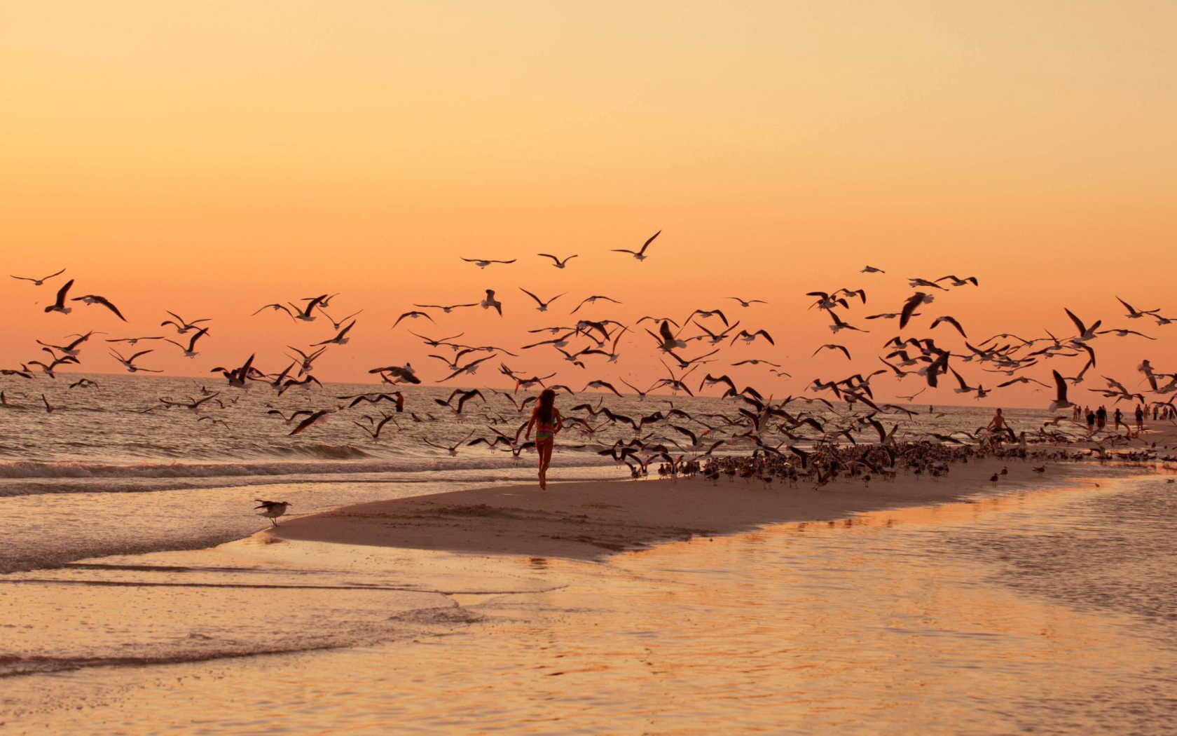 Walk With Seagulls wallpaper 1680x1050