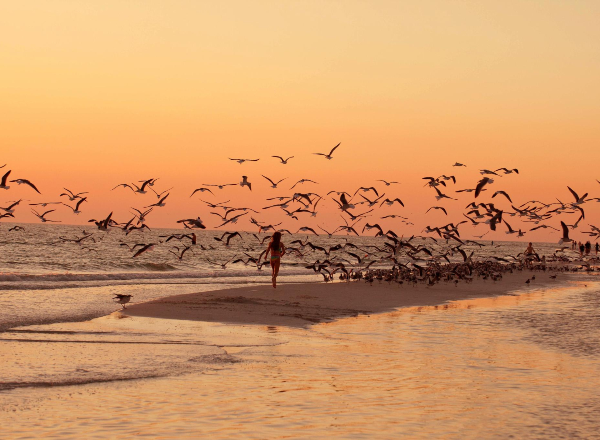 Fondo de pantalla Walk With Seagulls 1920x1408