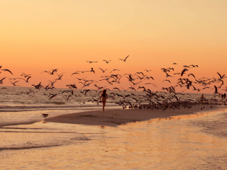 Walk With Seagulls wallpaper 320x240