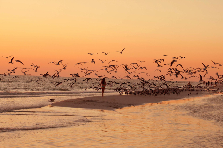 Обои Walk With Seagulls