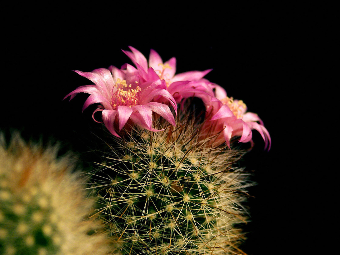Fondo de pantalla Flowering Cactus 1152x864