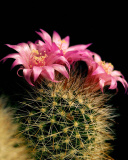 Screenshot №1 pro téma Flowering Cactus 128x160