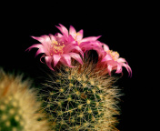 Fondo de pantalla Flowering Cactus 176x144