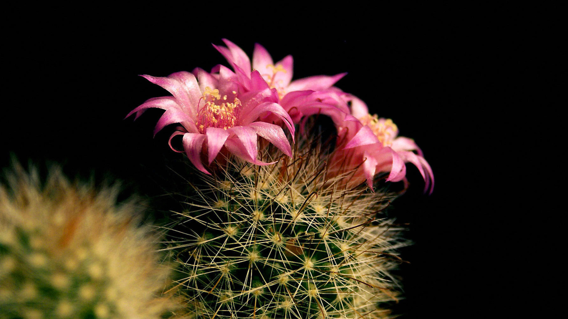 Flowering Cactus wallpaper 1920x1080