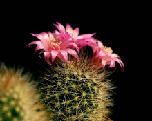 Fondo de pantalla Flowering Cactus 220x176