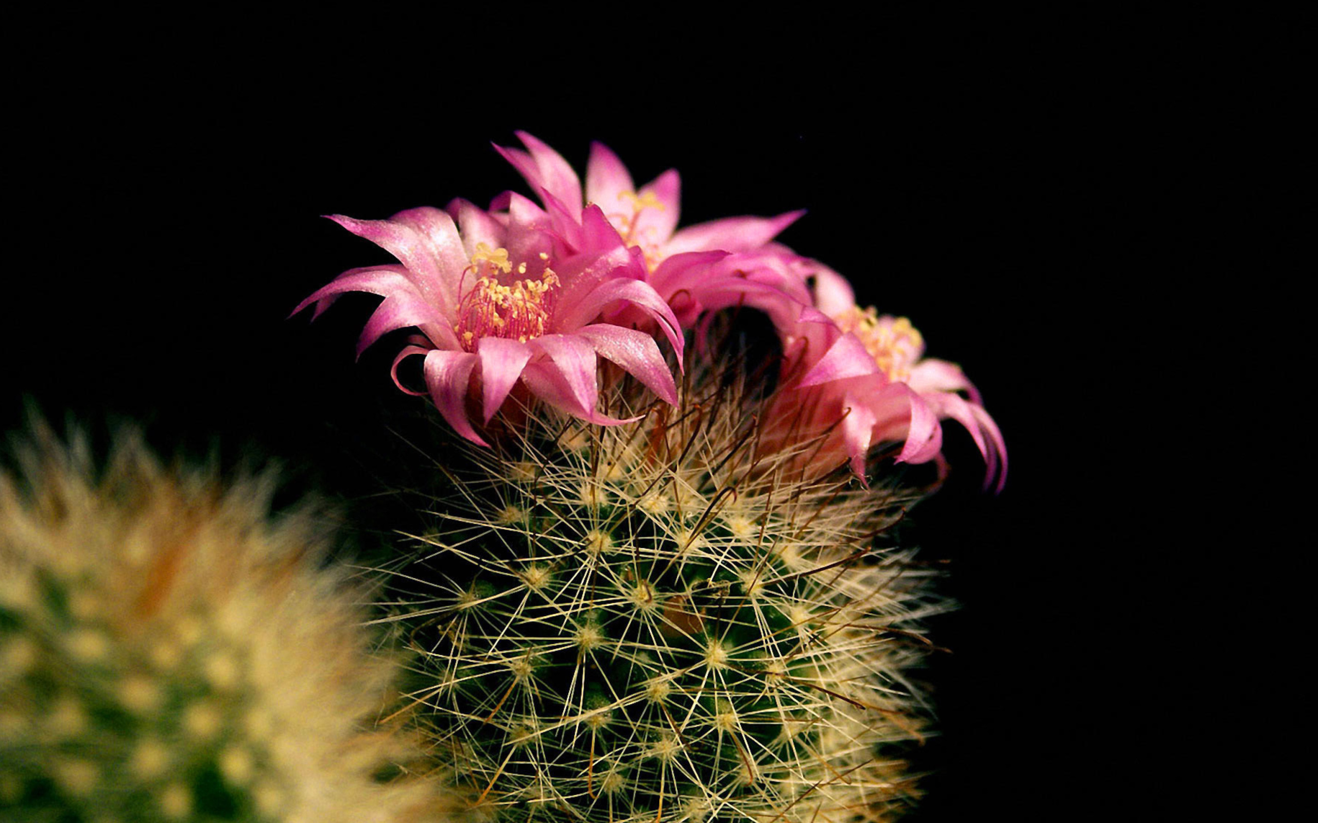 Screenshot №1 pro téma Flowering Cactus 2560x1600