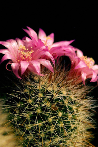 Fondo de pantalla Flowering Cactus 320x480