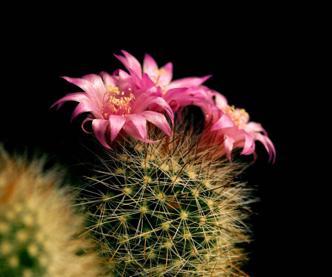 Flowering Cactus wallpaper 480x400