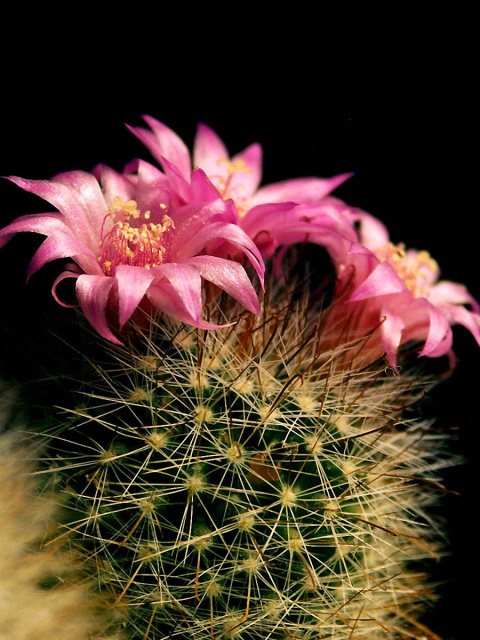 Screenshot №1 pro téma Flowering Cactus 480x640