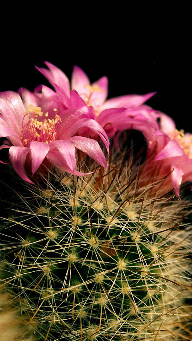 Flowering Cactus wallpaper 640x1136