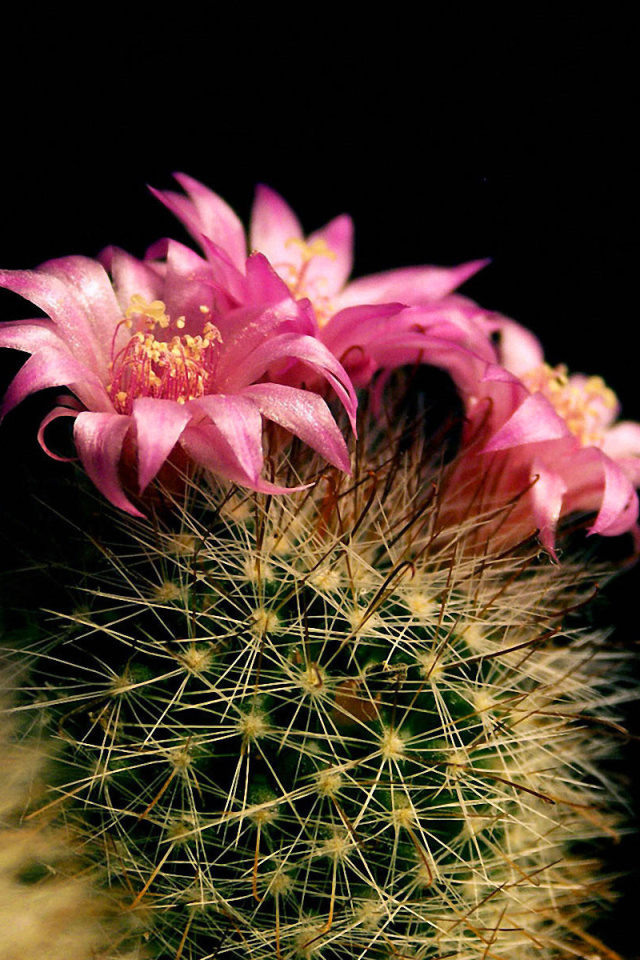 Screenshot №1 pro téma Flowering Cactus 640x960