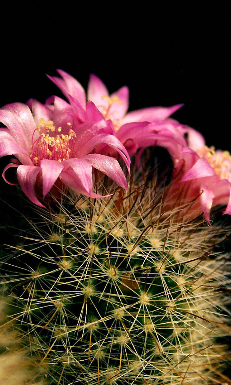 Flowering Cactus wallpaper 768x1280