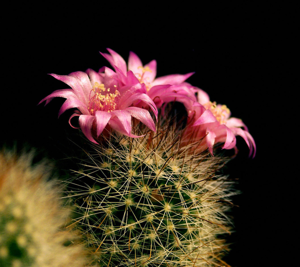 Flowering Cactus wallpaper 960x854