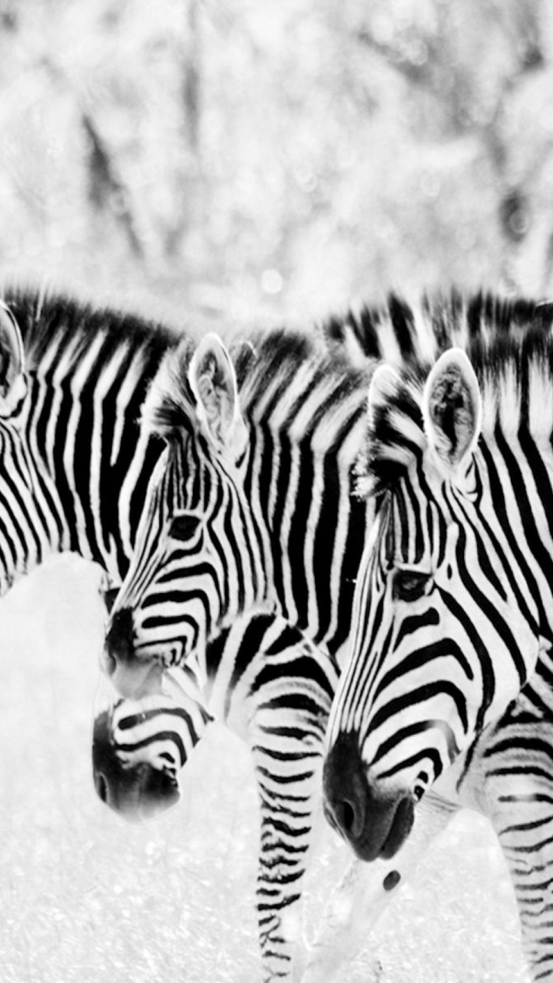 Zebras wallpaper 1080x1920