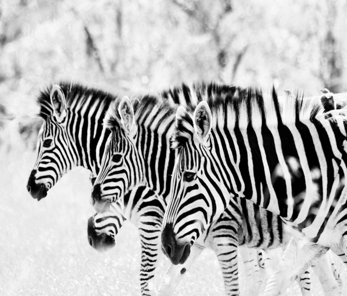 Fondo de pantalla Zebras 1200x1024