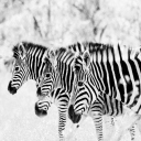 Fondo de pantalla Zebras 128x128