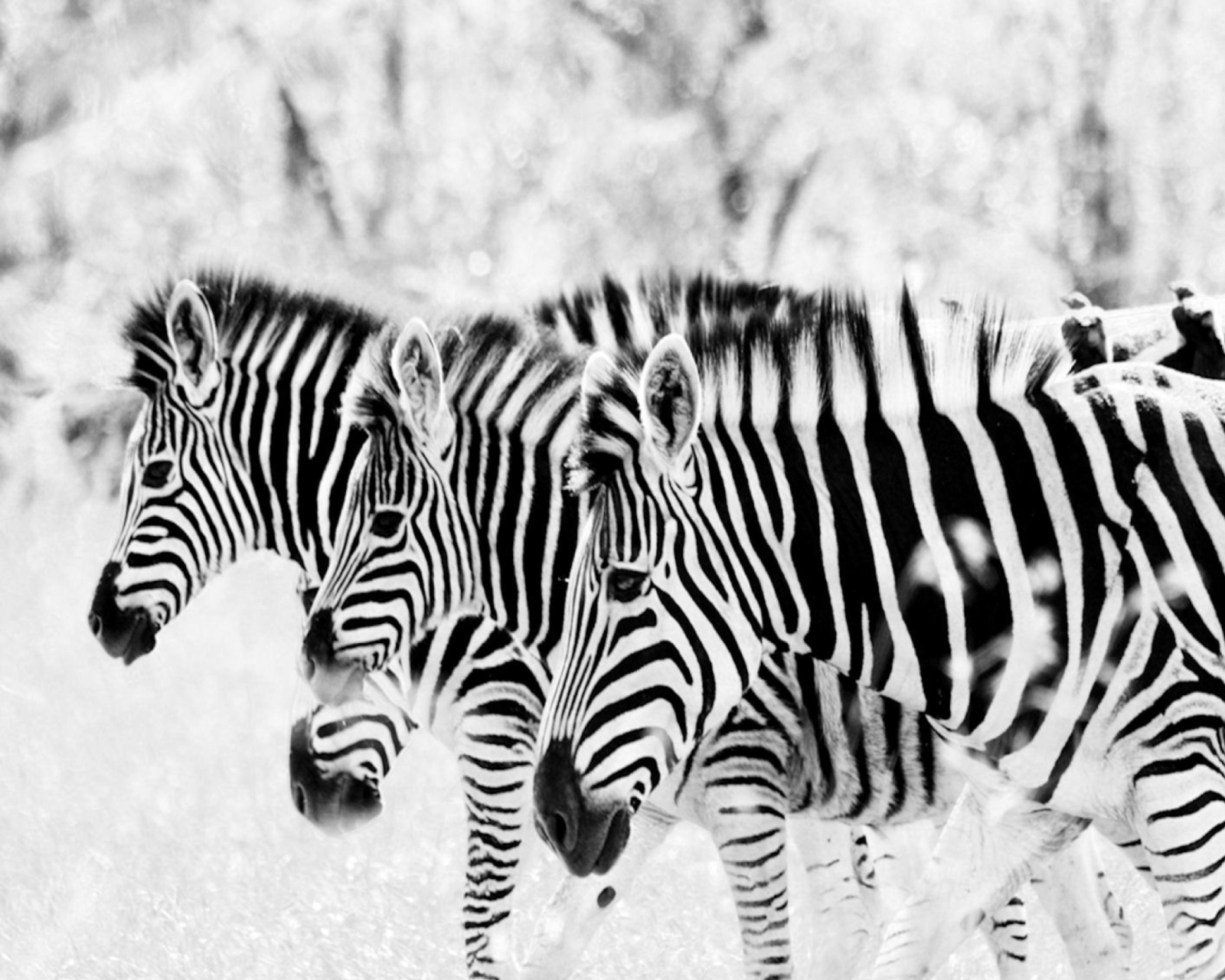 Fondo de pantalla Zebras 1600x1280