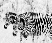 Zebras wallpaper 176x144