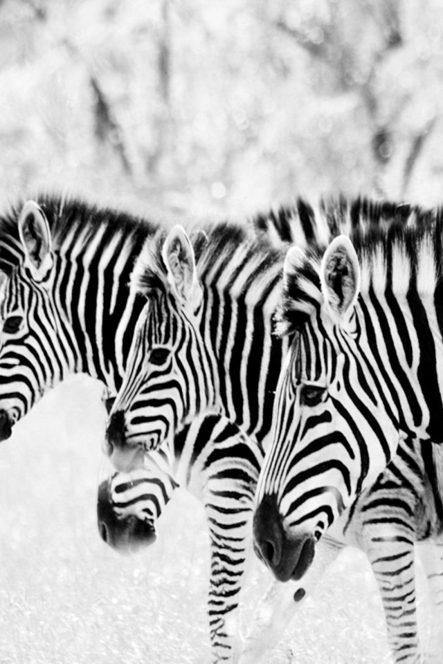 Zebras wallpaper 640x960
