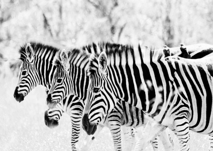 Обои Zebras