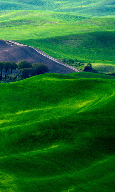 Carpet Field wallpaper 480x800