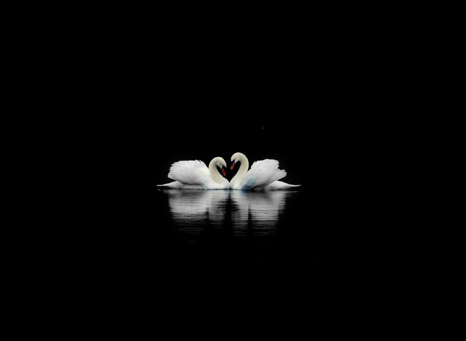 Swans wallpaper 1920x1408