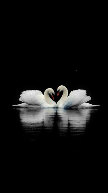 Обои Swans 360x640