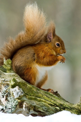 Squirrel With Nuts wallpaper 320x480