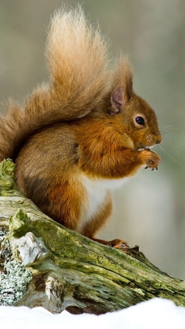 Squirrel With Nuts wallpaper 360x640