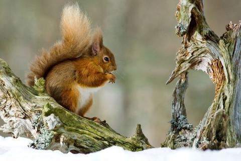 Squirrel With Nuts wallpaper 480x320