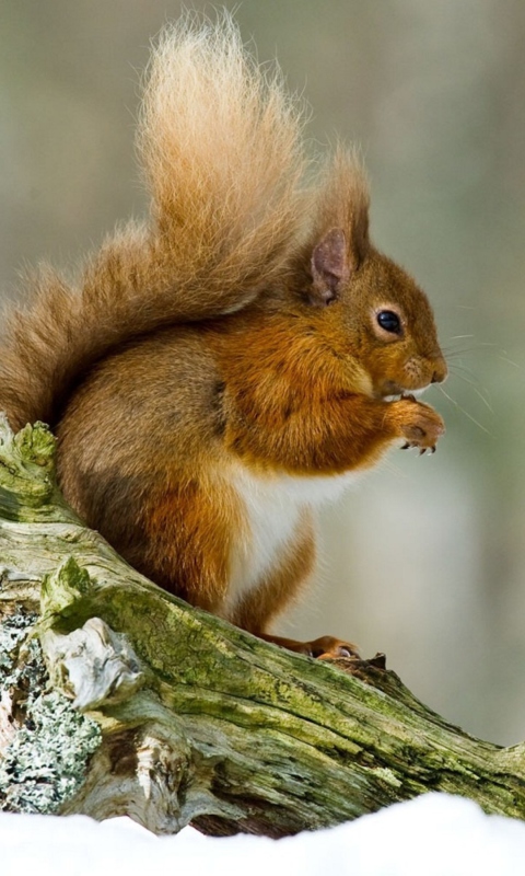Das Squirrel With Nuts Wallpaper 480x800