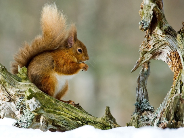 Das Squirrel With Nuts Wallpaper 640x480