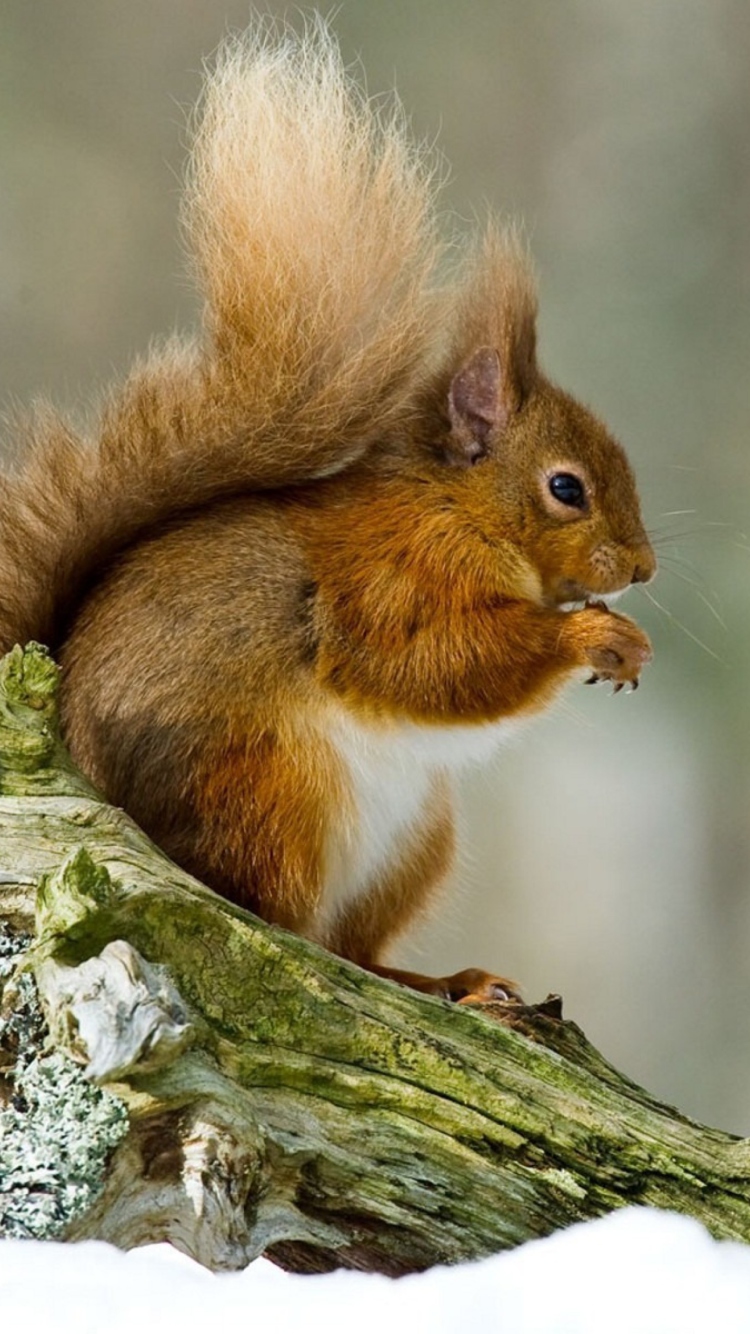 Squirrel With Nuts wallpaper 750x1334