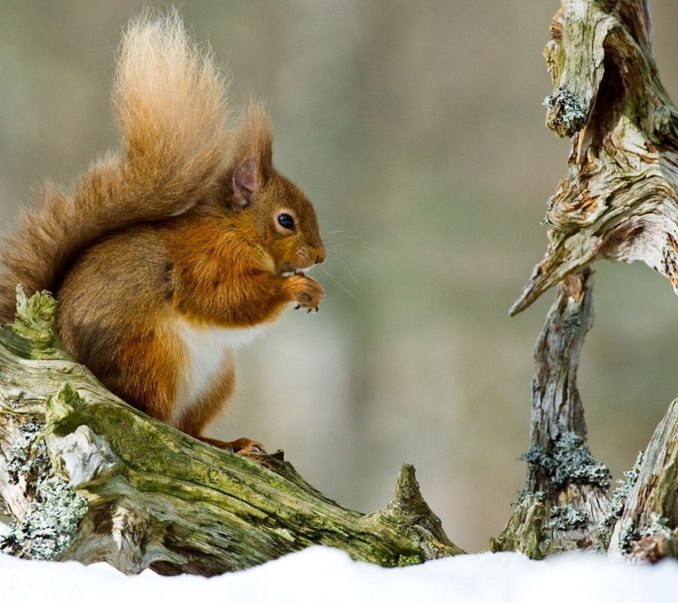 Обои Squirrel With Nuts 960x854