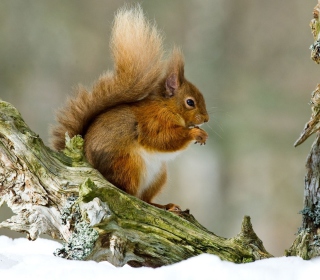 Squirrel With Nuts - Obrázkek zdarma pro iPad