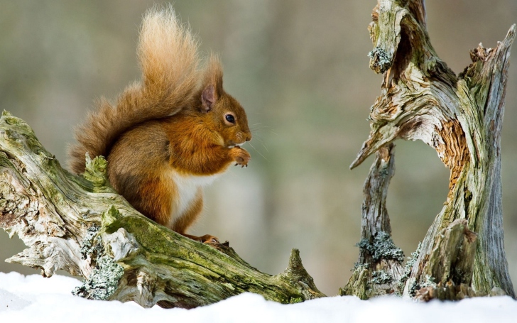 Fondo de pantalla Squirrel With Nuts