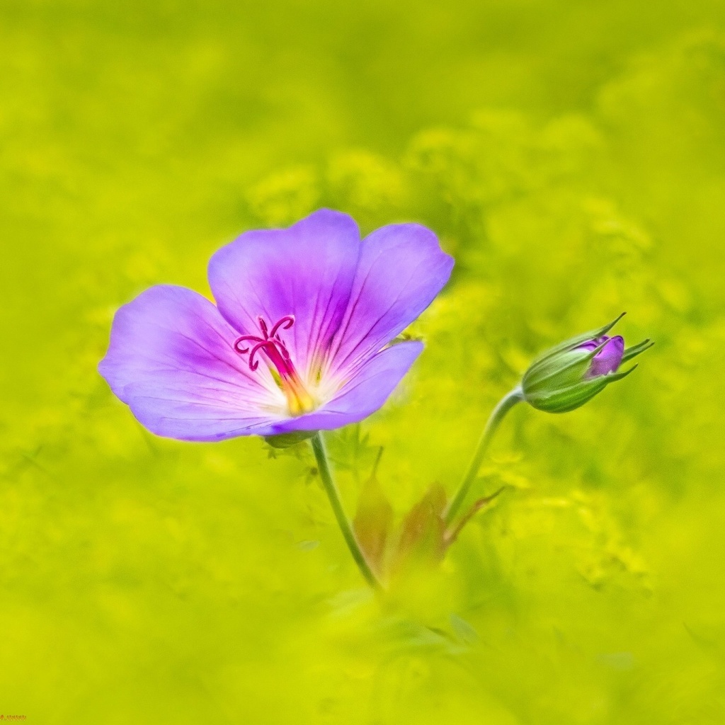 Single wildflower wallpaper 1024x1024