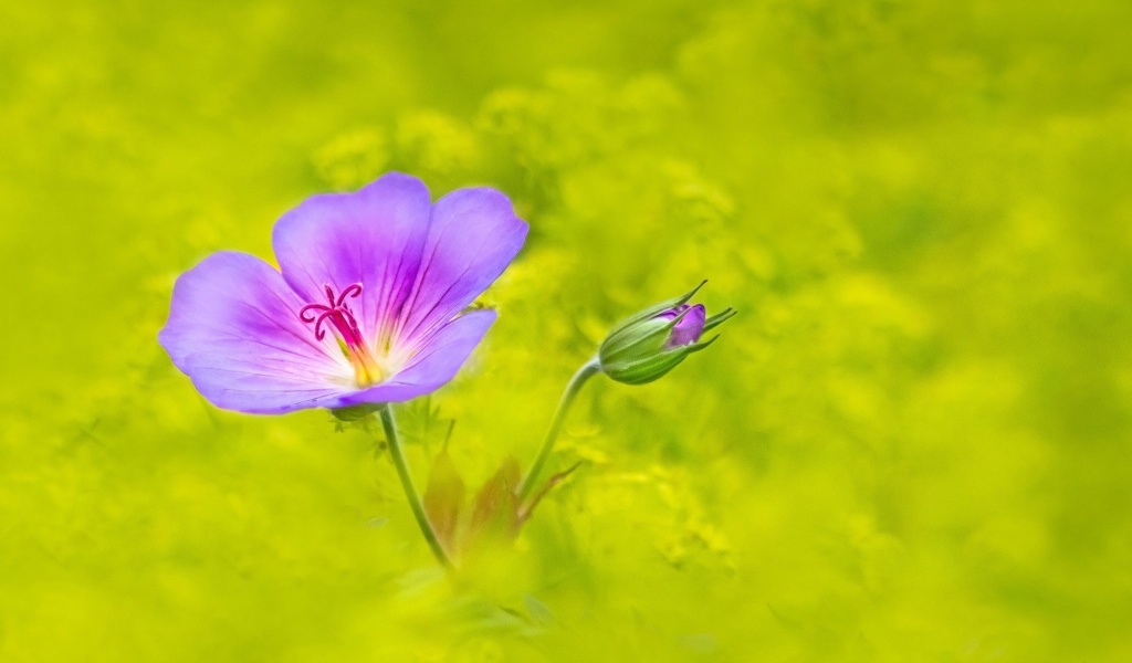 Das Single wildflower Wallpaper 1024x600