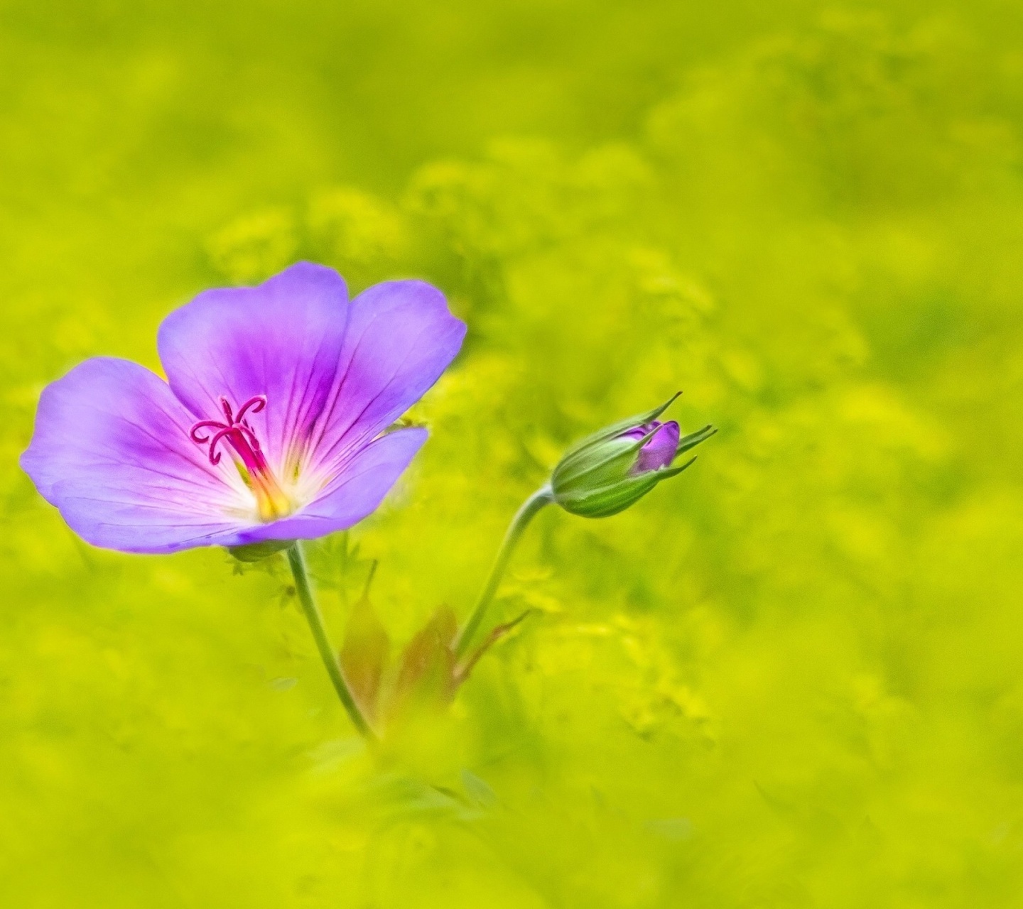 Fondo de pantalla Single wildflower 1440x1280