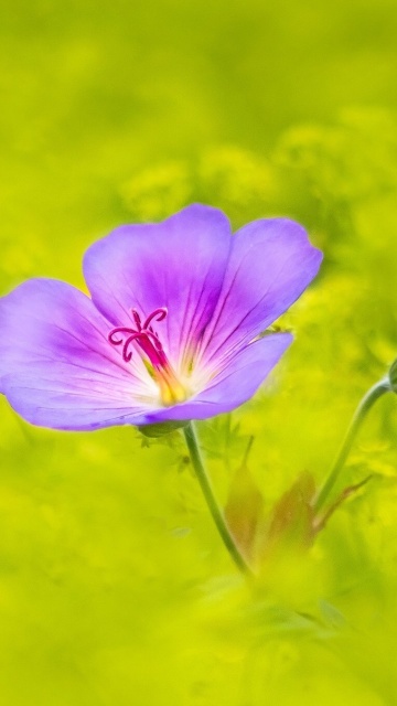 Single wildflower wallpaper 360x640