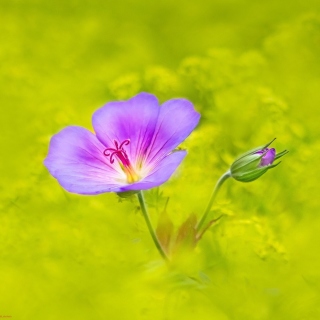 Single wildflower - Obrázkek zdarma pro 128x128