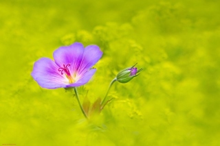 Single wildflower Background for Android, iPhone and iPad