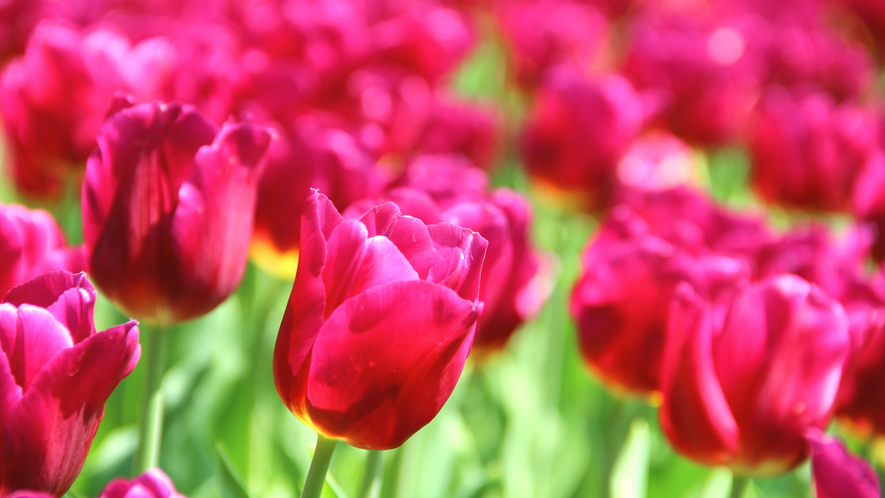 Das Tulips Macro HDR Wallpaper 1280x720