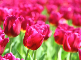 Tulips Macro HDR wallpaper 320x240