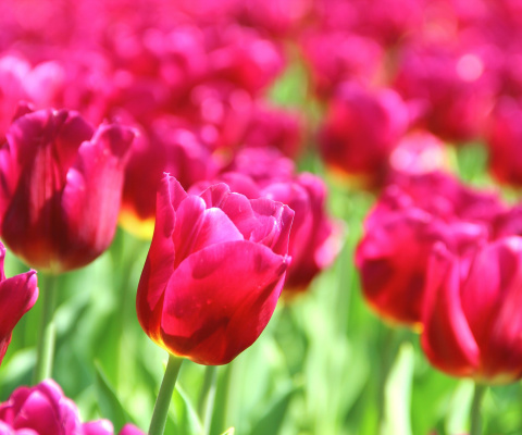 Fondo de pantalla Tulips Macro HDR 480x400